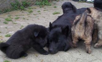 Hvor gemmer m&aelig;lke hanerne sig ?