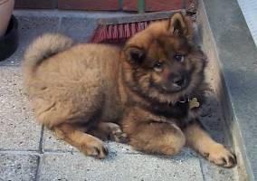 Se lige mig, er jeg ikke bare lige en Cute Eurasier ?