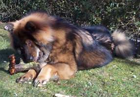 Eurasier og blommetr&aelig;es grene passer godt sammen.