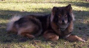 s&aring; det er dejligt at v&aelig;re Eurasier