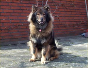 En Eurasier p&aring; terassen er bedre end...