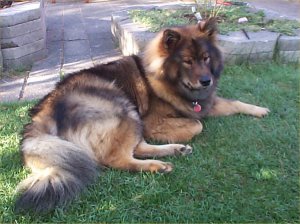 Puhaaaa det er varmt n&aelig;sten 30 grader og alt for meget for en Eurasier