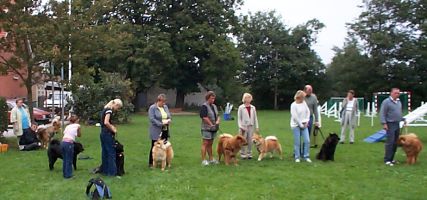 De voksne Eurasier gr sig klar til Agillity