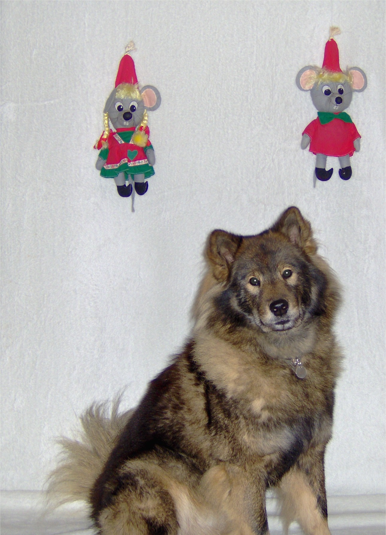 Eurasier god jul