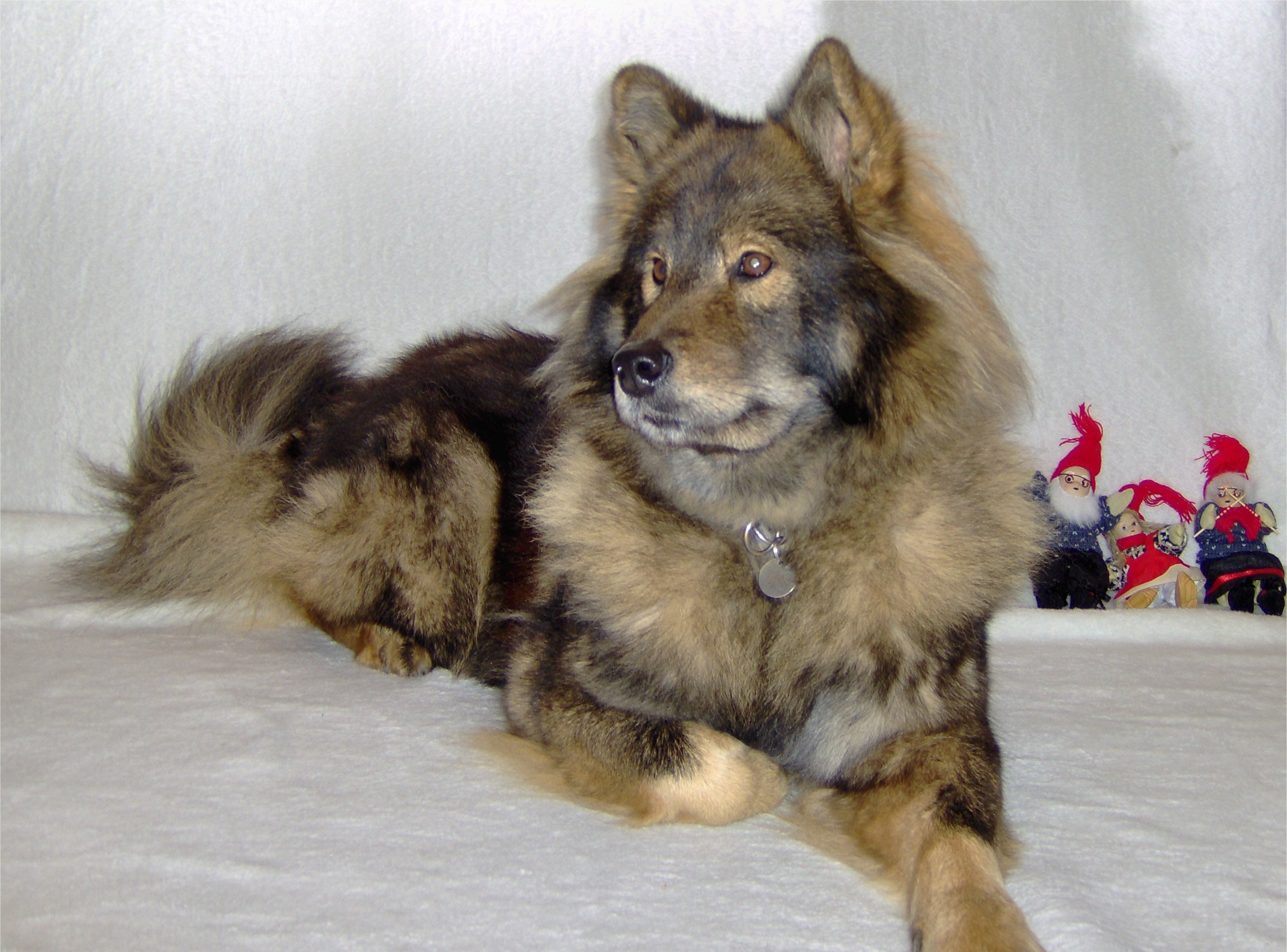 og Eurasier godt nyt�r