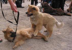 Tivoli hundeparade Eurasier 2002