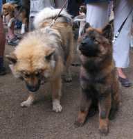 Tivoli hundeparade Eurasier 2002