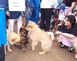 Tivoli hundeparade Eurasier 2002