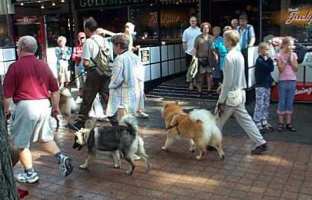 Tivoli hundeparade Eurasier 2002