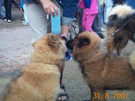 Tivoli hundeparade Eurasier 2002