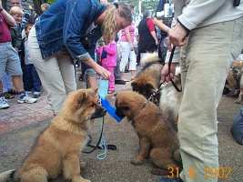 Tivoli hundeparade Eurasier 2002