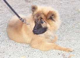 Tivoli hundeparade Eurasier 2002