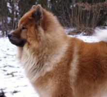 Farmand Chandor - Verdens bedste Eurasier farmand...