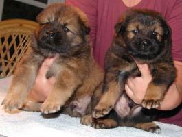 Pas p&aring; vi er monster CUTE Eurasier bamser..