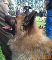 Eurasier tr&aelig;f Sj&aelig;lland 2002