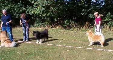 Eurasier tr&aelig;f Sj&aelig;lland 2002