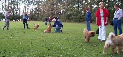 Eurasier tr&aelig;f Sj&aelig;lland 2002