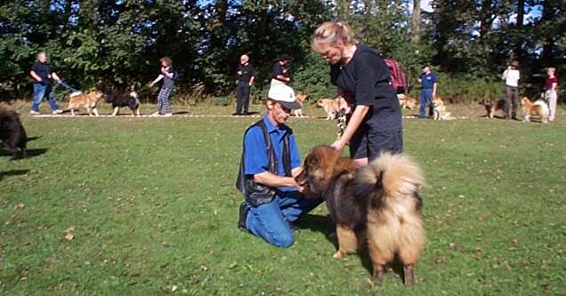 Eurasier tr&aelig;f Sj&aelig;lland 2002