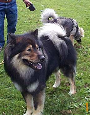 Eurasier tr&aelig;f Sj&aelig;lland 2002