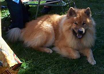 Chandor Dansk Eurasier Team - Eurasier tr&aelig;f Sj&aelig;lland 2002