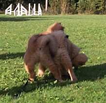 Eurasier tr&aelig;f Sj&aelig;lland 2002