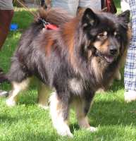 Eurasier tr&aelig;f Sj&aelig;lland 2002