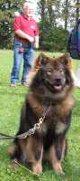 Eurasier tr&aelig;f Sj&aelig;lland 2002