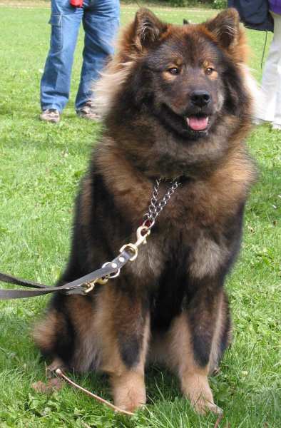 Eurasier tr&aelig;f Sj&aelig;lland 2002