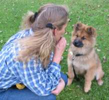 Eurasier tr&aelig;f Sj&aelig;lland 2002