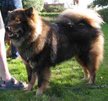 Eurasier tr&aelig;f Sj&aelig;lland 2002